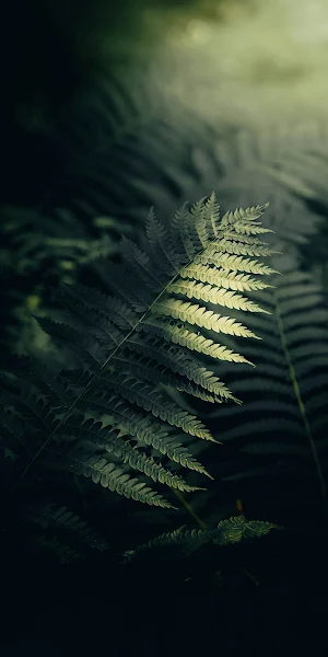 Fern, Forest, Greenery, Nature 2K iPhone Wallpaper Background