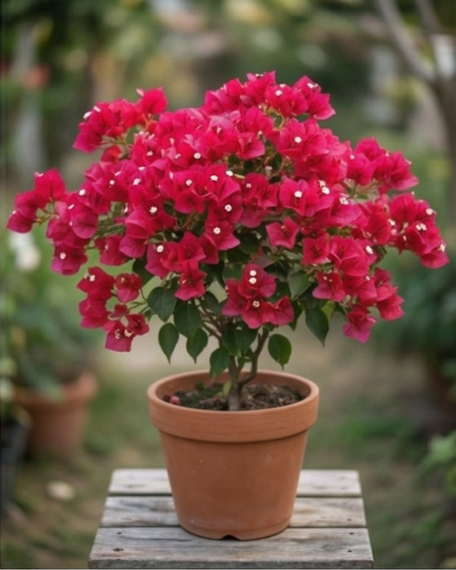 Imported Red Apple Bougainvillea Plant