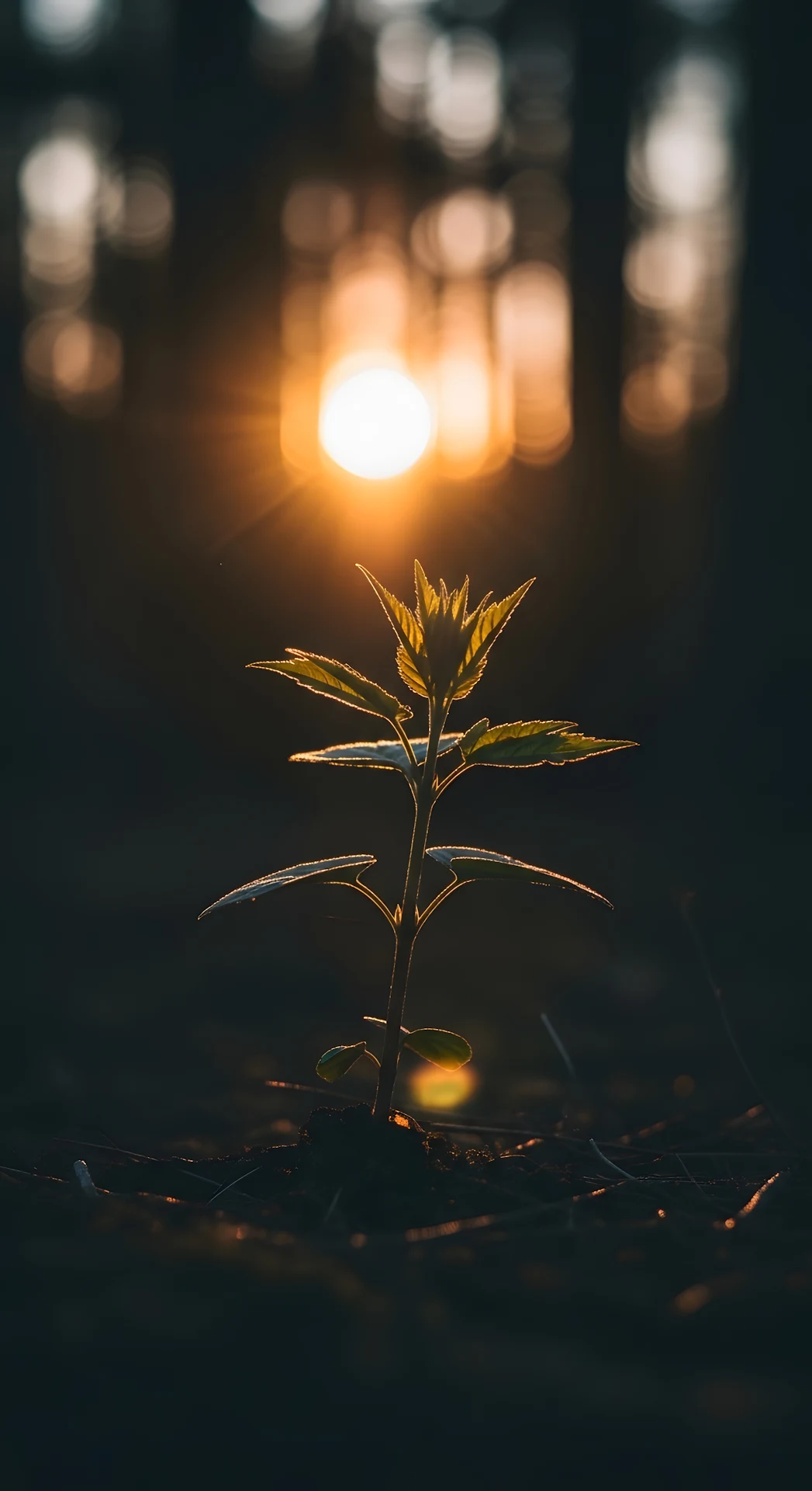 Backlit Seedling in Dark Forest with Golden Bokeh - Free 4K mobile Wallpaper