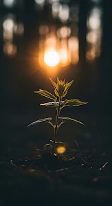 Backlit Seedling in Dark Forest with Golden Bokeh