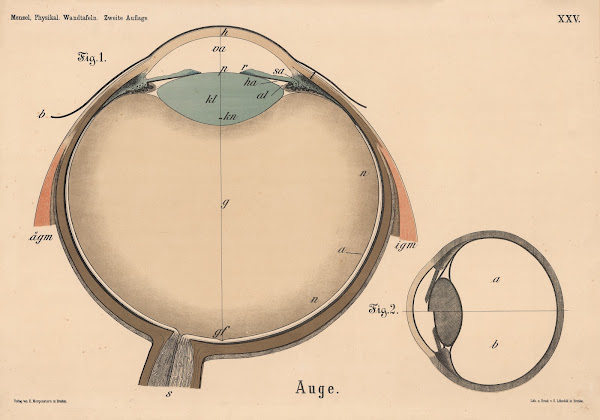 Auge 1908