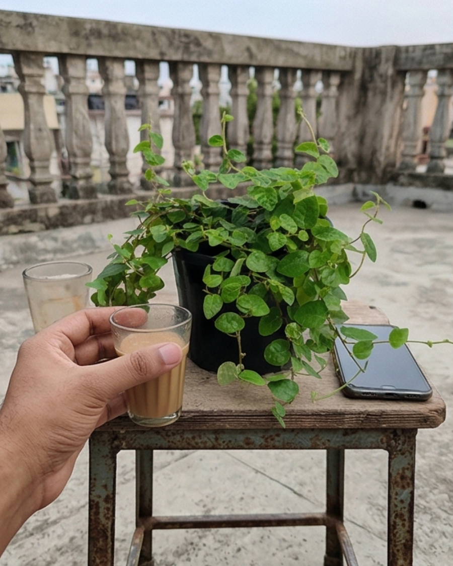 Chipkali Bel Plant — view 3