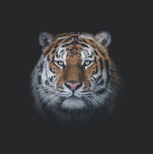 Tiger Face Picture