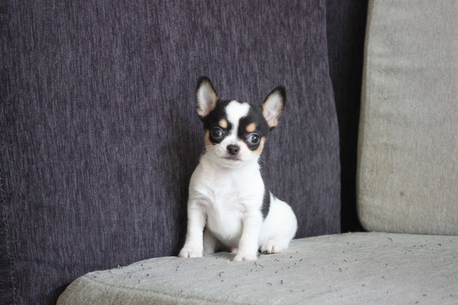 12/23出生 優質迷你短毛吉娃娃黑白花弟弟