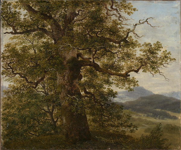 Eichbaum in Landschaft