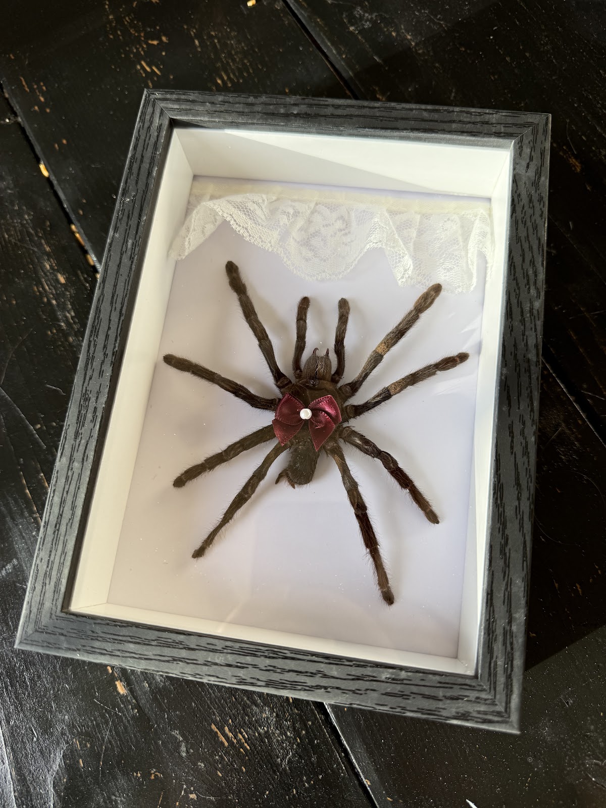 Preserved bio material, lace