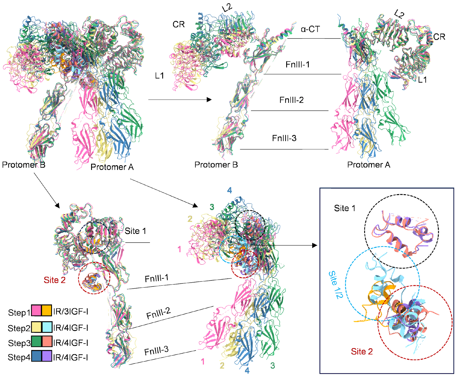 Structural basis for the conformational changes of insulin receptor induced by three different hormone ligands