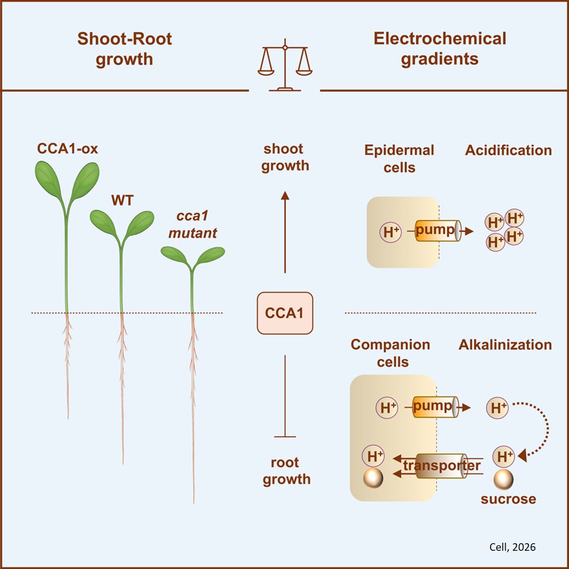 A circadian rheostat drives proton electrochemical gradients to optimize cell-type-specific growth in Arabidopsis