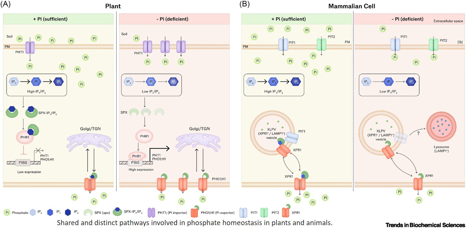 A unified mechanism of phosphate export across eukaryotes through EXS domain-containing proteins