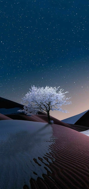 Ethereal Frosted Tree Under Starry Desert Night Sky - Free mobile Wallpaper
