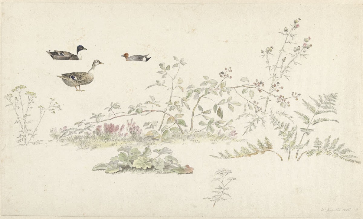 Studieblad met planten en watervogels 1806