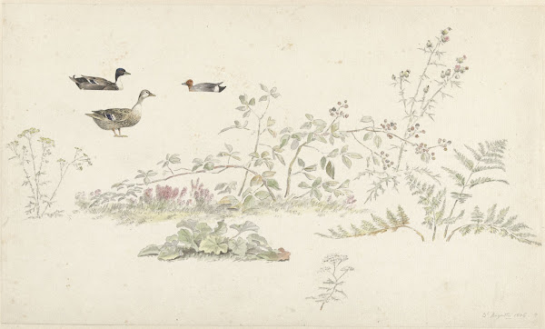 Studieblad met planten en watervogels 1806