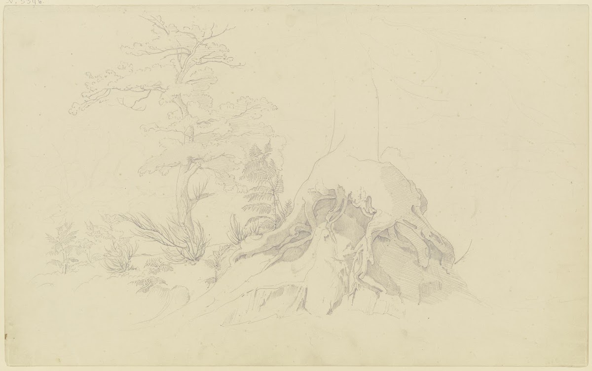 Exposed tree root 1830 1831