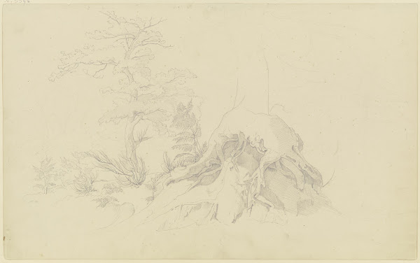 Exposed tree root 1830 1831
