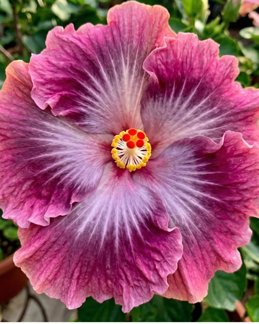 Hibiscus Petar's Angel Star — view 3
