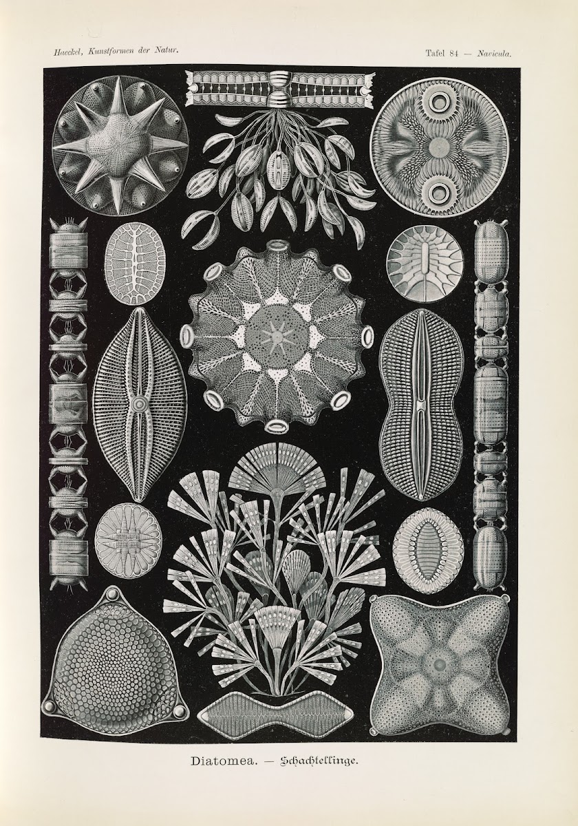 Diatomea  Schachtellinge 1904