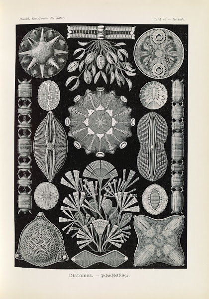Diatomea  Schachtellinge 1904