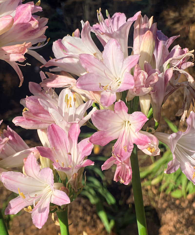 Agapanthus 'Blush Pink' con fiori rosa in piena fioritura in giardino