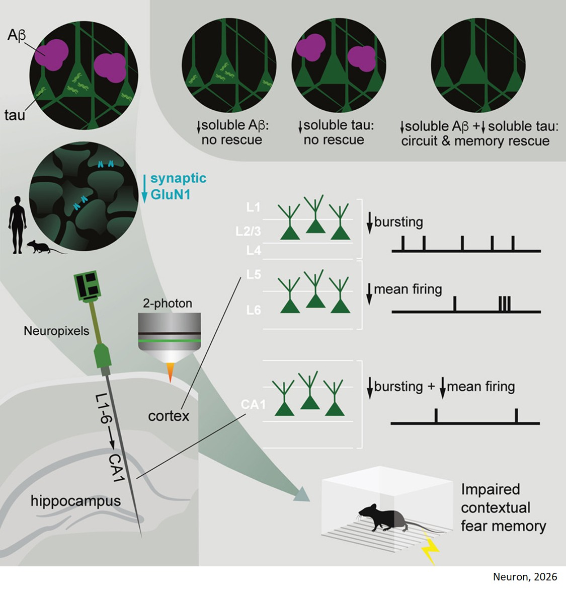 Alzheimer’s disease pathology degrades an NMDA receptor-dependent spontaneous activity pattern in cortico-hippocampal circuits