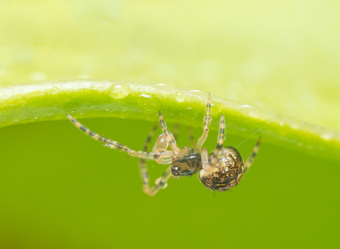 Theridion mystaceum/melanurum