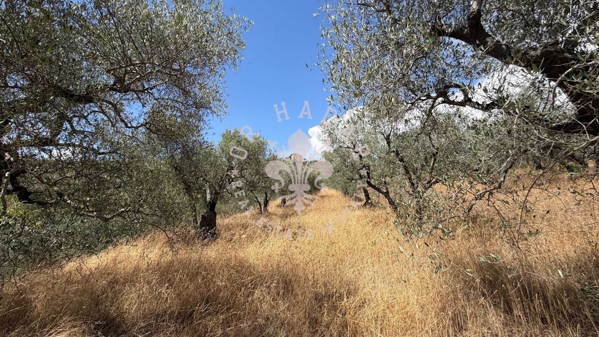 וילה איל פרוג'ינו (Villa il Perugino) — 20