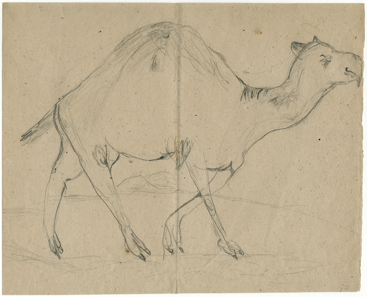 Dromedary