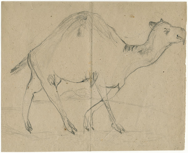 Dromedary