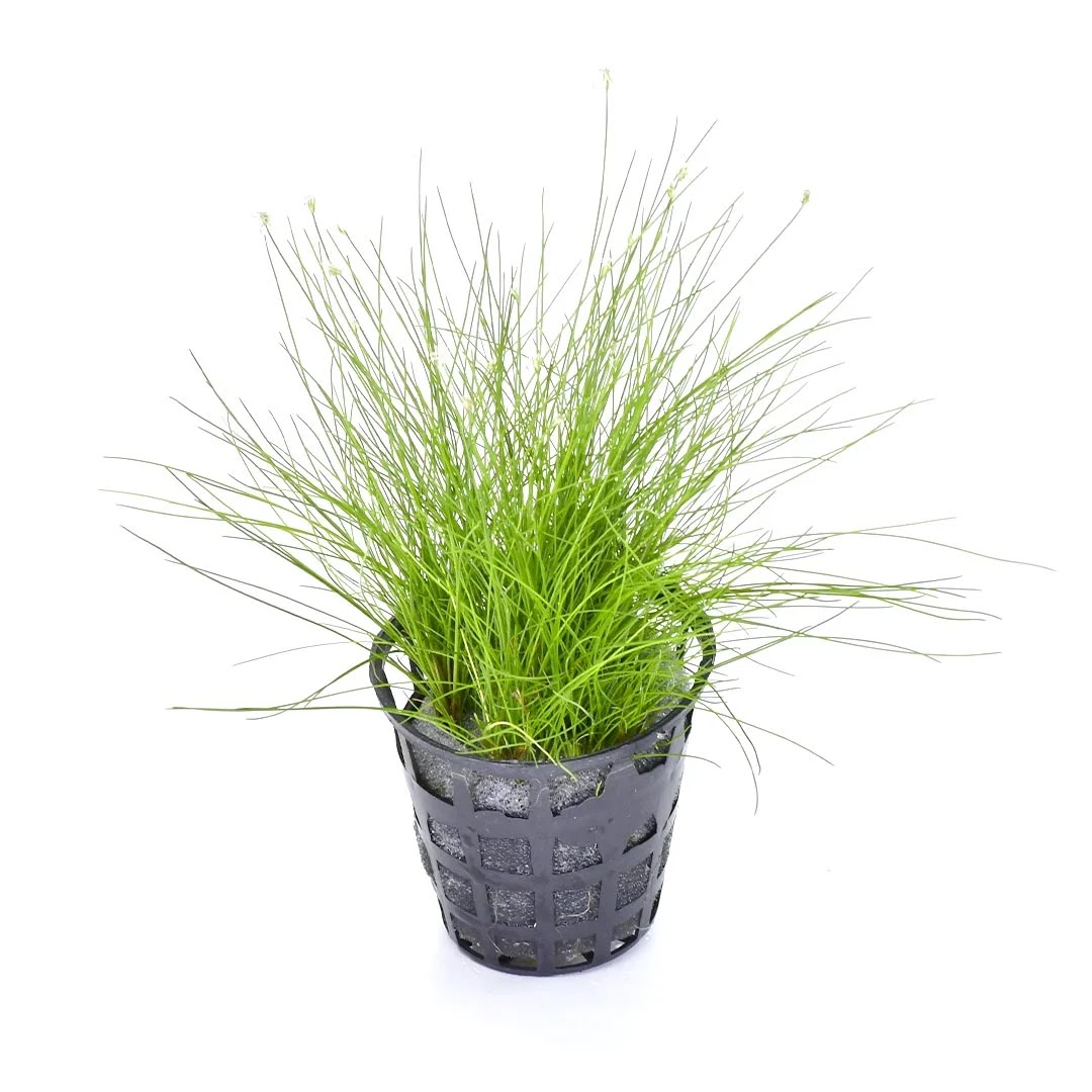 Eleocharis parvula