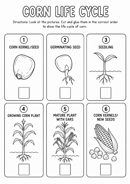 Corn Life Cycle Worksheet