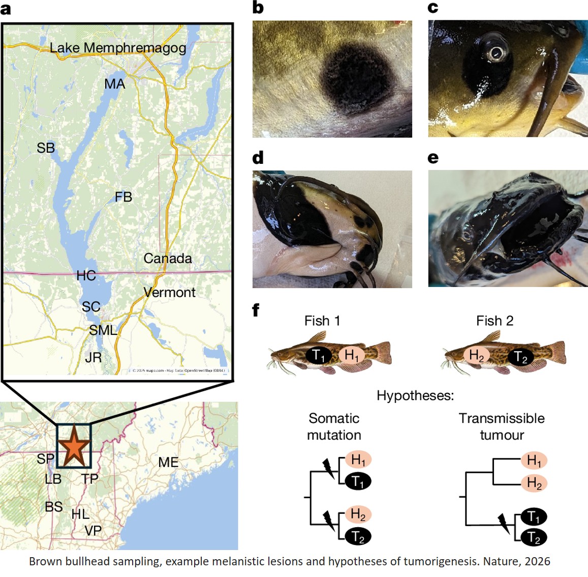 Brown bullhead catfish melanoma represents a novel transmissible cancer