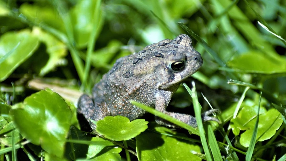 우물 안 개구리 뜻과 유래, 비슷한 표현과 사용 상황