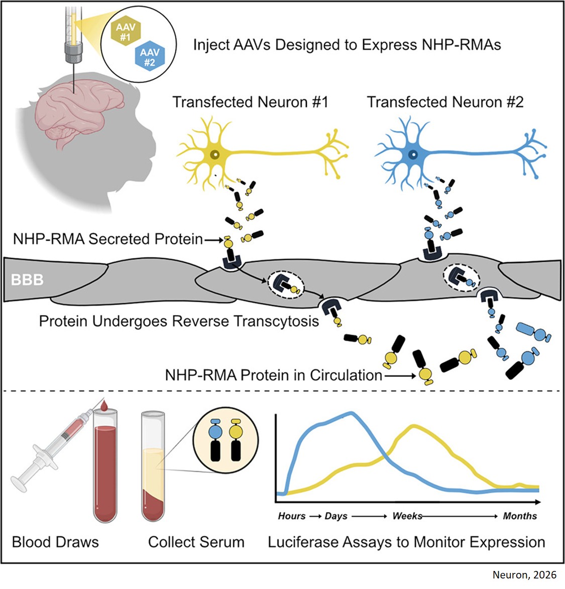 Synthetic serum markers enable noninvasive monitoring of gene expression in primate brains