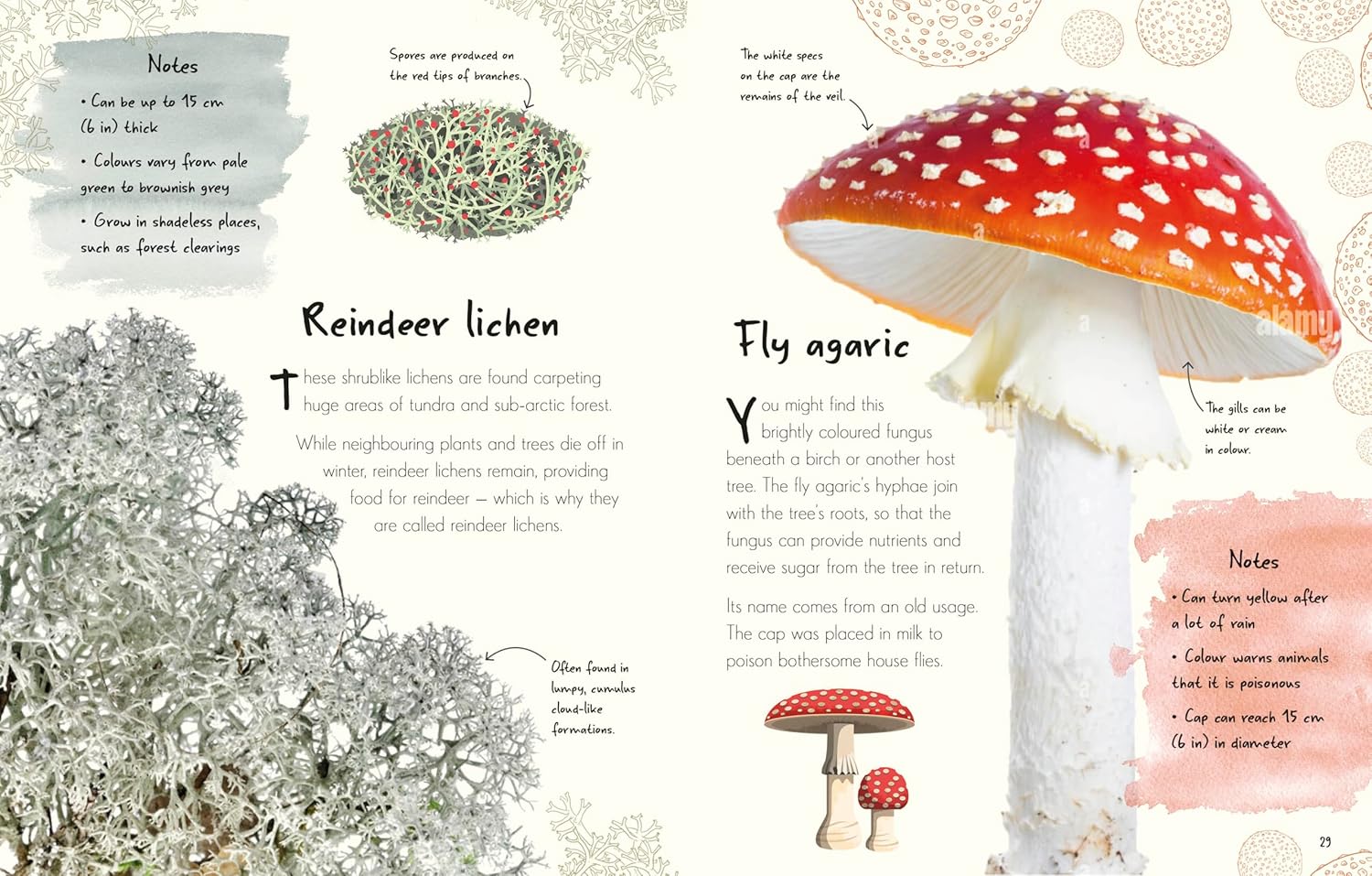 An Anthology of Fungi - thumbnail 2