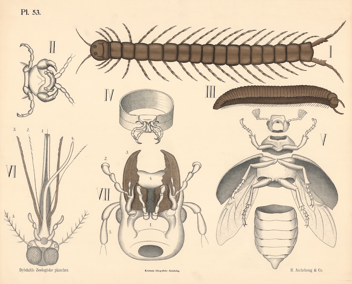 Tusindben og insekter 1881
