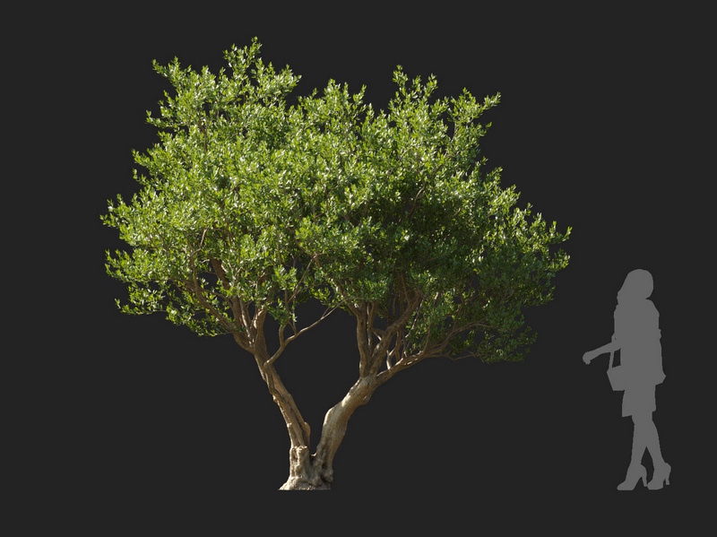 Maxtree - Plant Models Vol.127