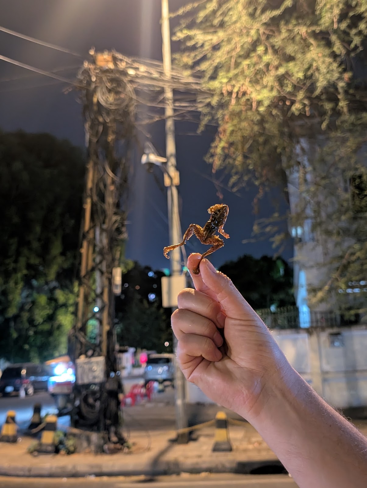 A fried whole frog in front of a nest of cables clustered
                 around a telephone pole