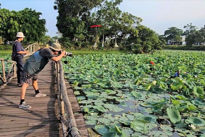 Săn ảnh hoa sen đầu mùa - Báo Thừa Thiên Huế