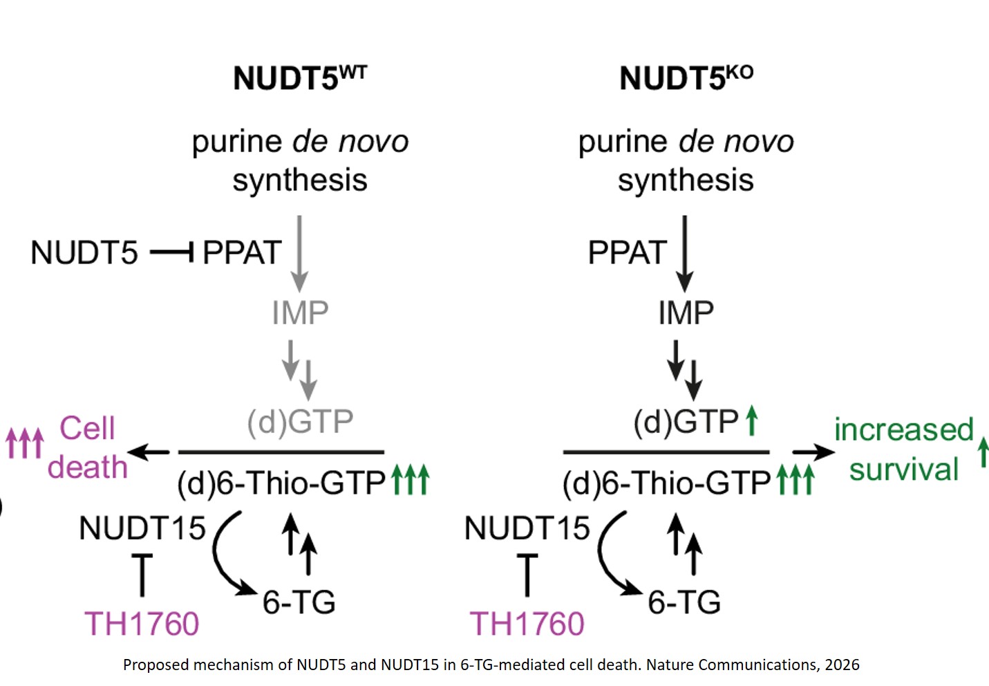Hidden function of a protein to influence leukemia drug