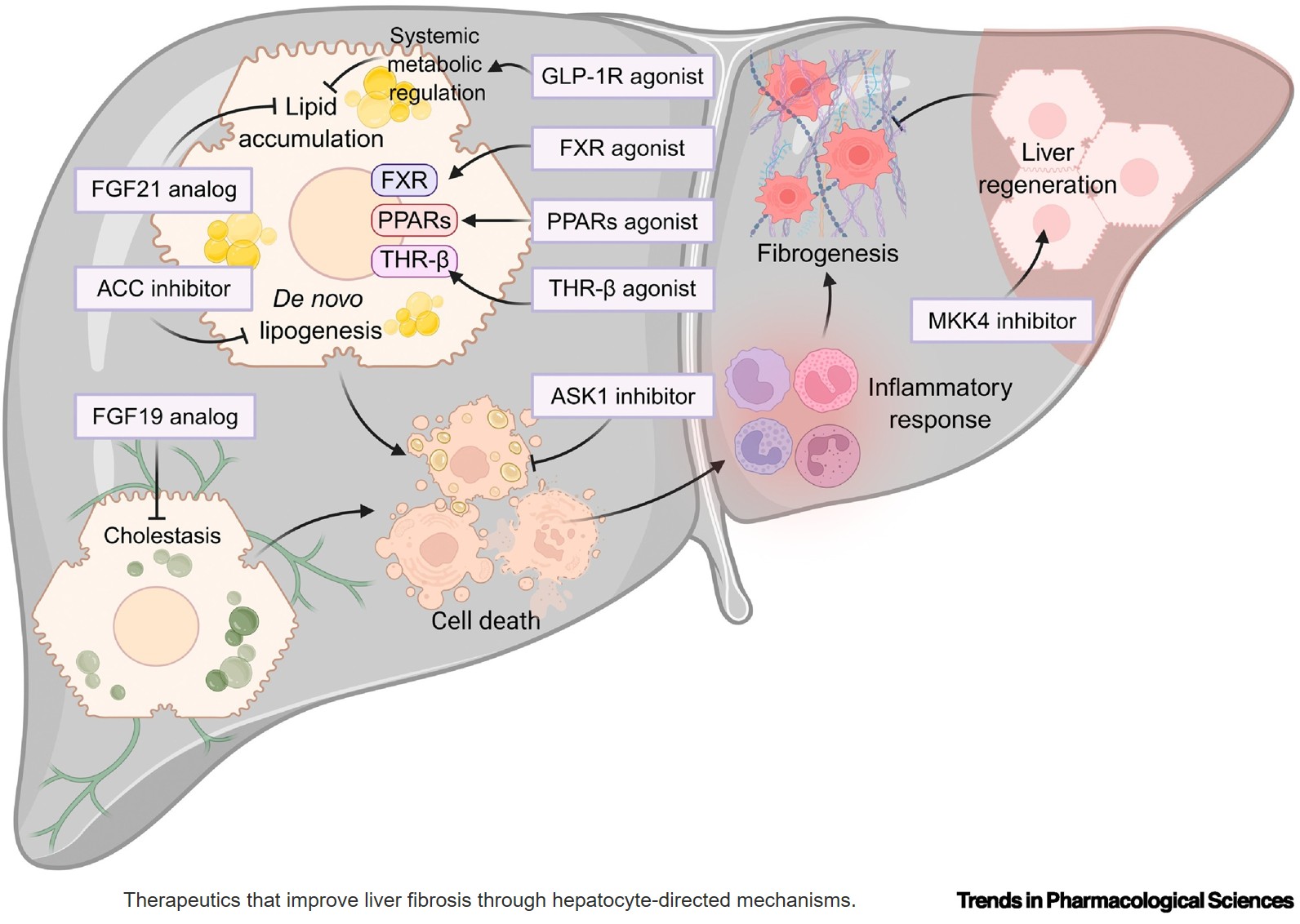 Pharmacological strategies targeting chaperone-mediated autophagy