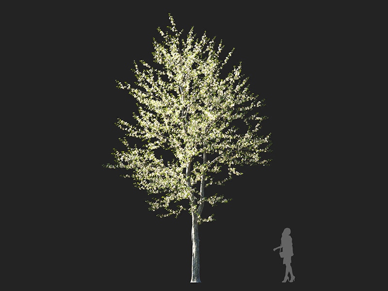 Maxtree - Plant Models Vol.132