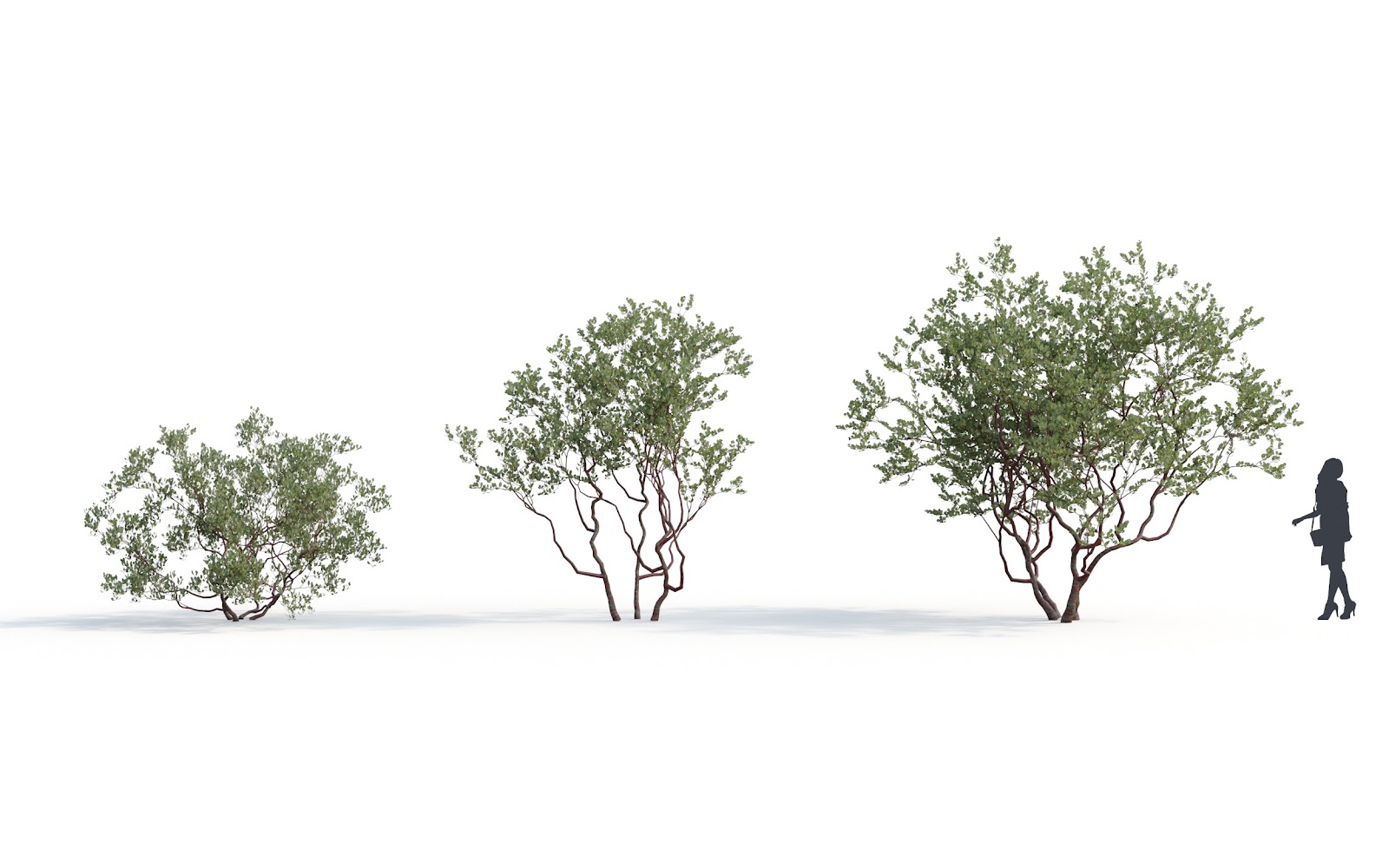 Maxtree - Plant Models Vol.6