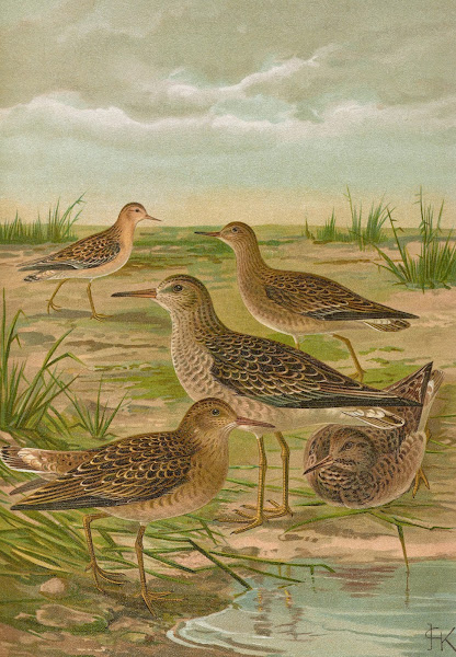 Philomachus pugnax L