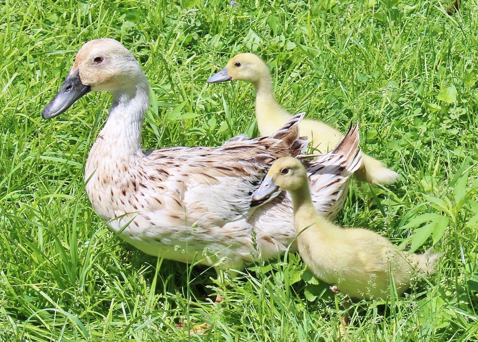Welsh Harlequin Duckling