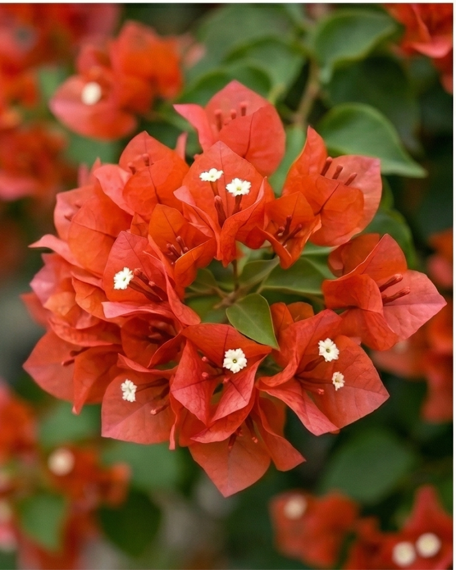 Imported Chilli Orange Bougainvillea Plant — view 3