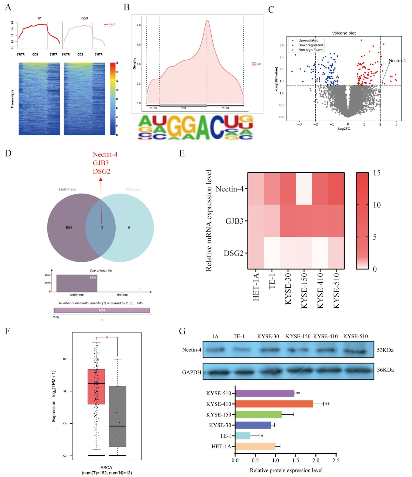 METTL3-mediated m6A modification facilitates Nectin-4-induced VNN1 upregulation and promotion of ESCC progression