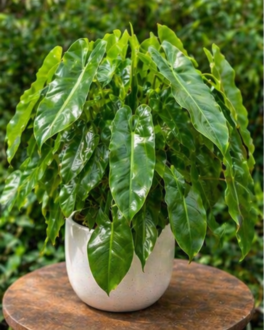 Philodendron Burle Marx Indoor Plant — view 2