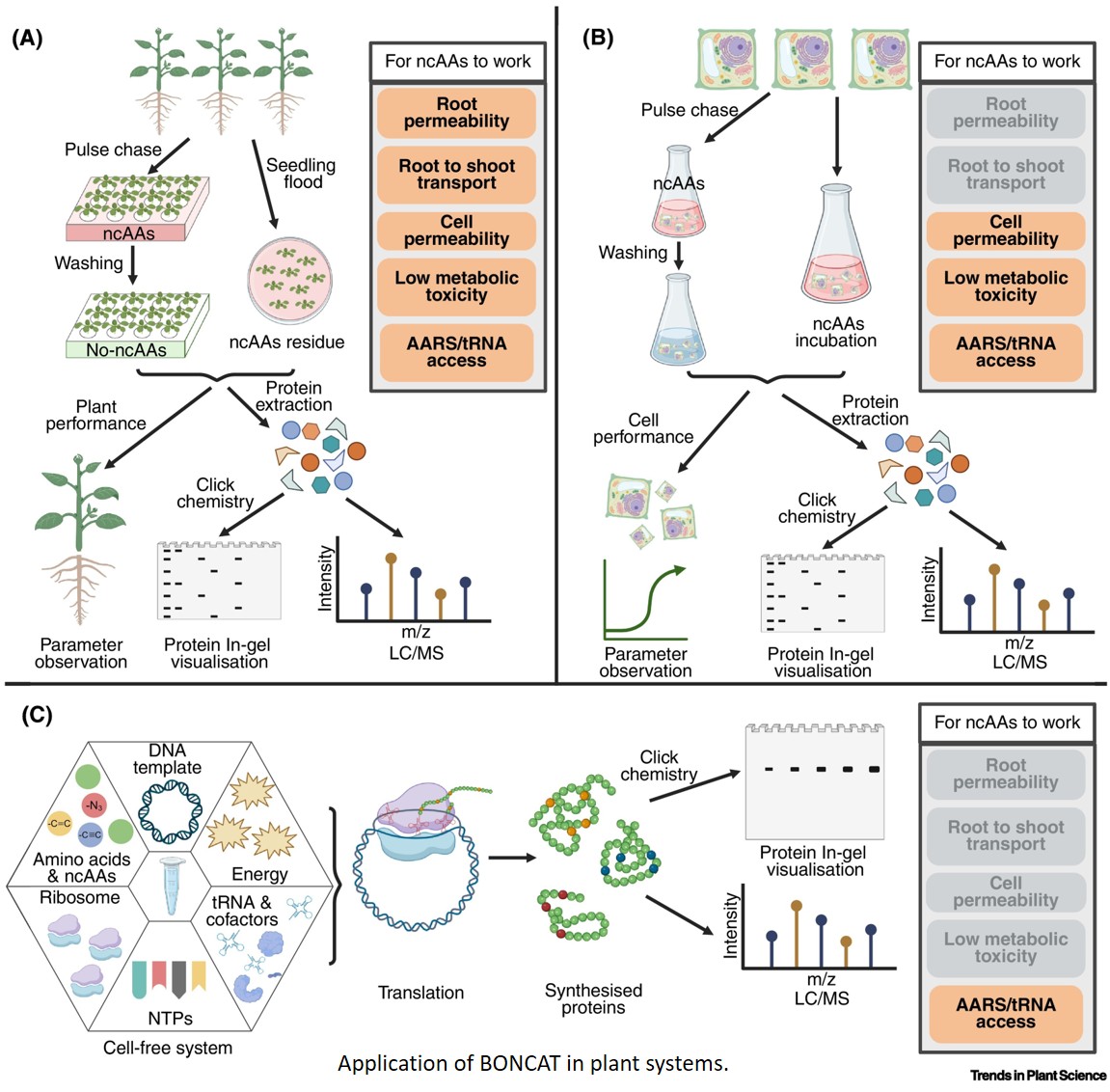 How to track newly synthesised proteins in plants