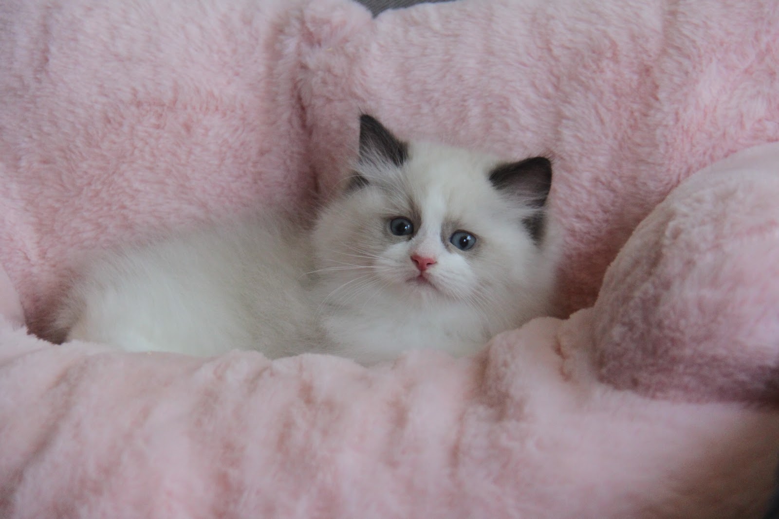 12/20出生 2號高端優質海雙布偶貓弟弟