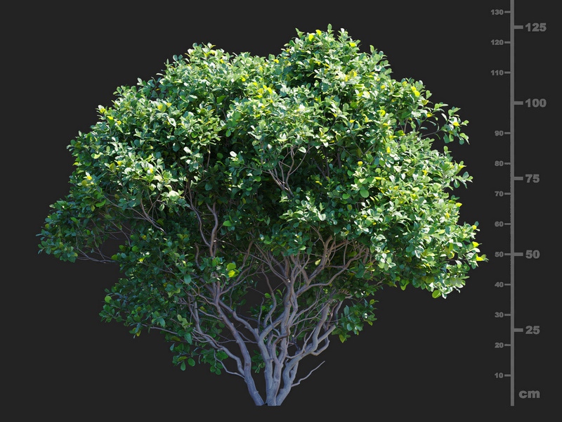 Maxtree - Plant Models Vol.112