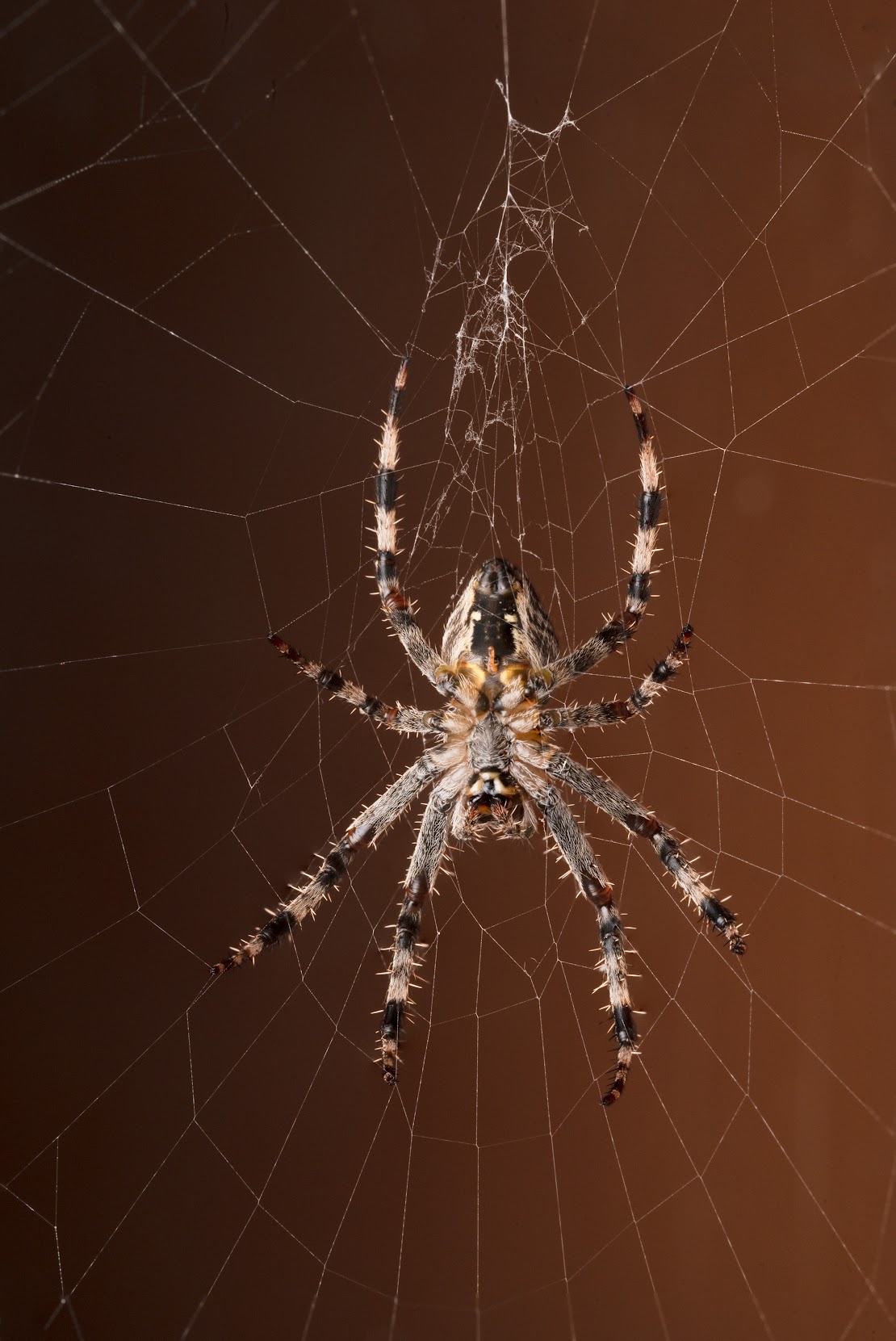 Araneus diadematus